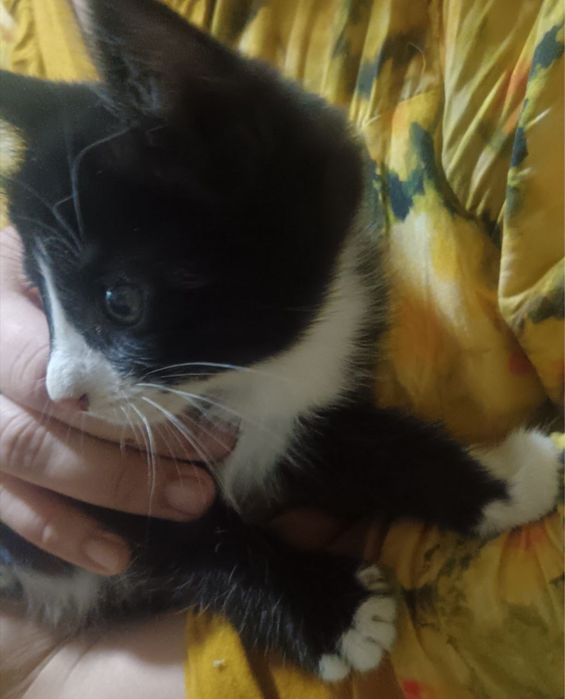 Котята бесплатно