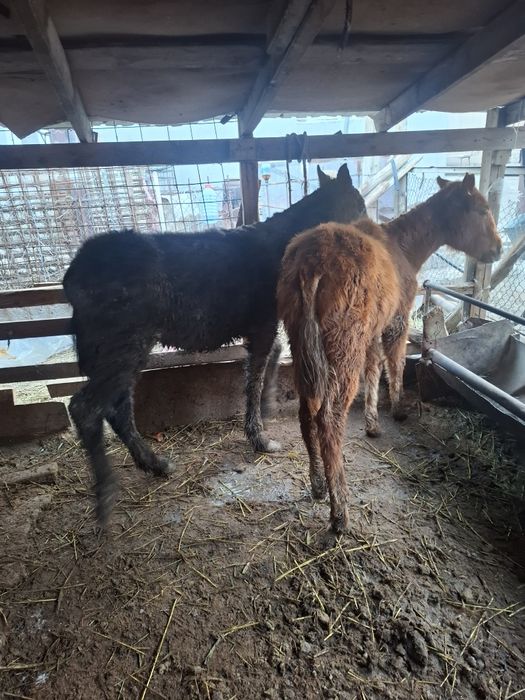 Жабагы сатылады.