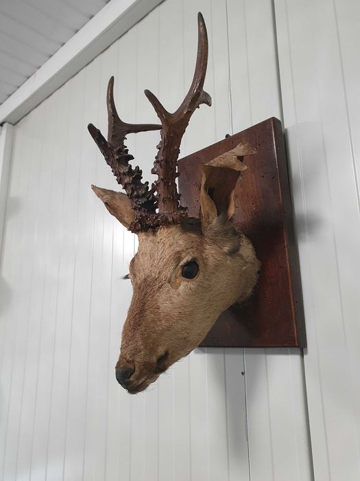 Трофей Сръндак, елен, сърна
