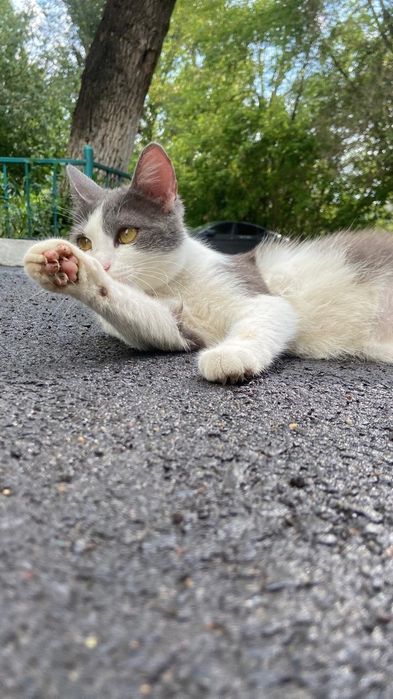 Кошечка только в добрые руки