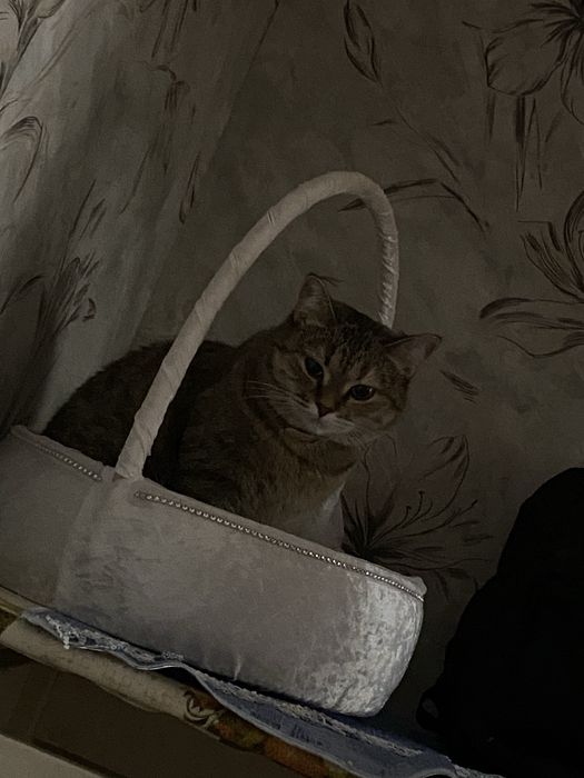 отдаем кошку в добрые руки