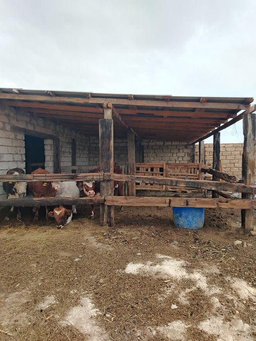 Мал шаруашылыкка  сатылады