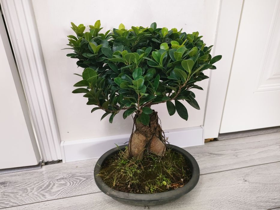 Комнатные растения, доставка