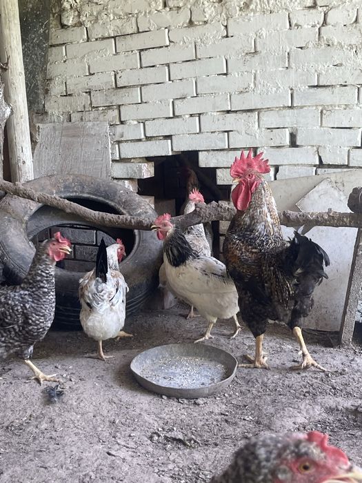 Срочно! Продам домашних кур