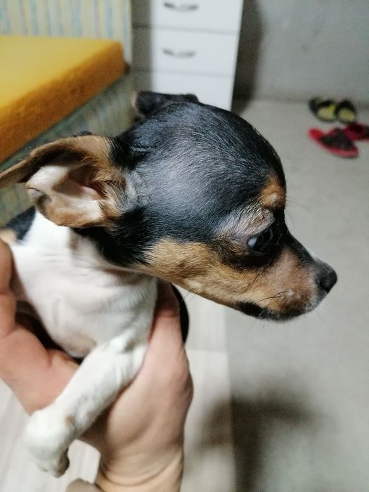 Джек Рассел терьер