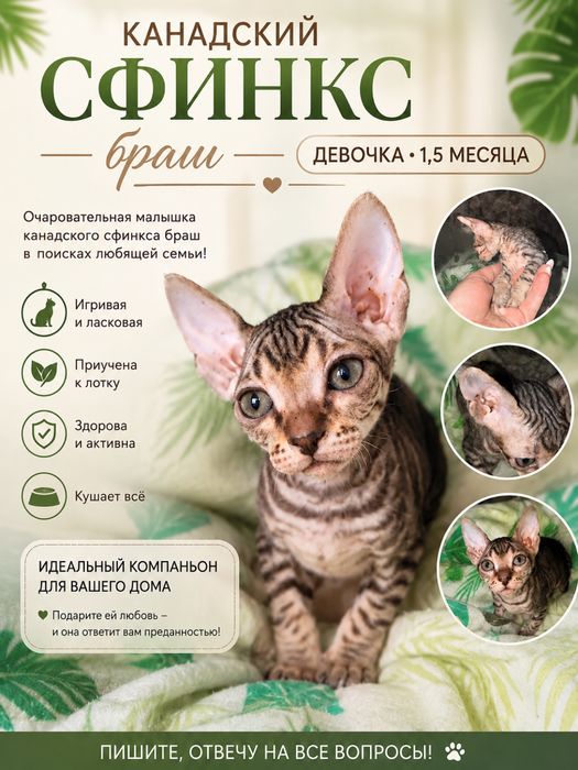 Продам котенка,девочка