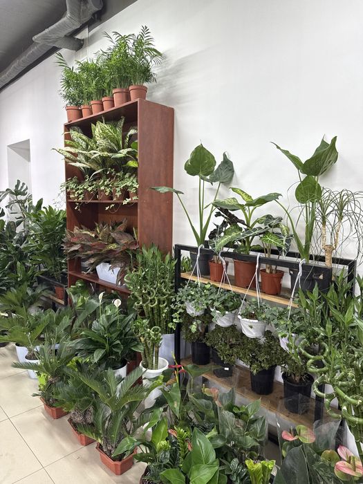 Комнатные растения по самым низким ценам