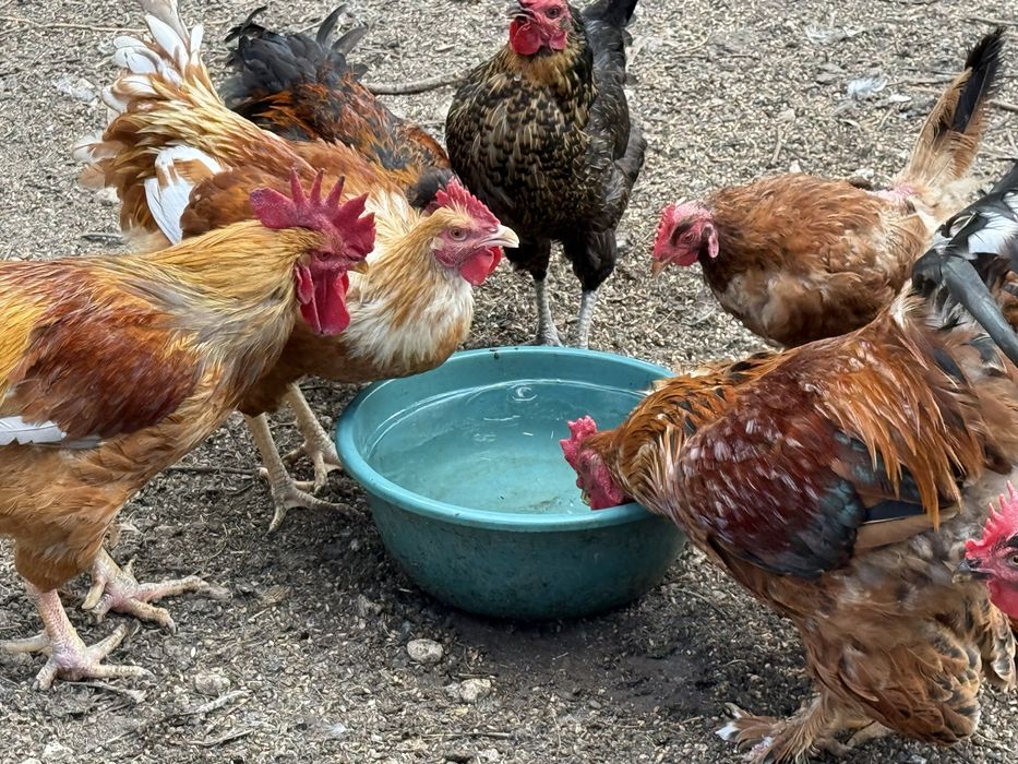 Разплодени яйца от различни породи!