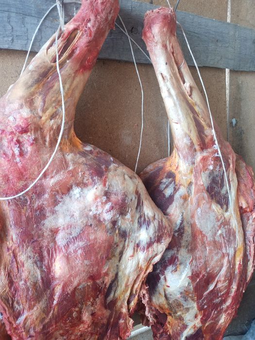 Продам мясо конина 7-8 лет 2500