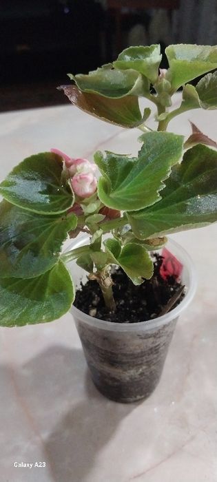 Цветы для сада, дома