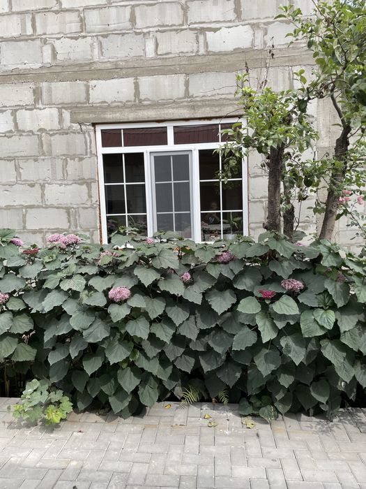 Глициния розовая,взрослая.