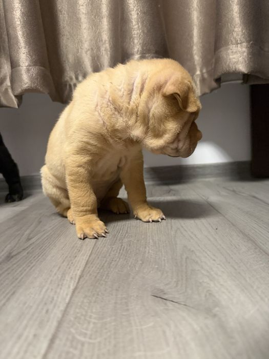 Shar Pei dragalasi
