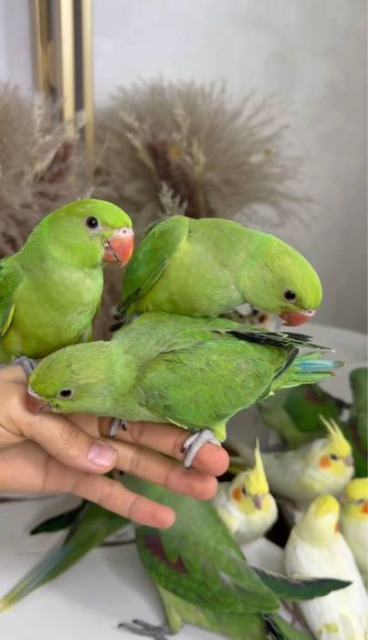 Ruchnoy totiqush sotiladi Toshkentda