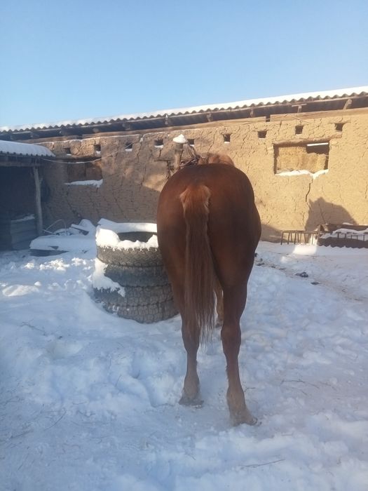 Жирен ат сатылады