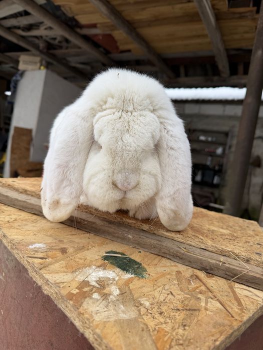 Mascul berbec german