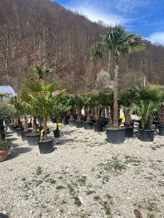 Palmieri de vânzare rezistenți pana -18 grade
