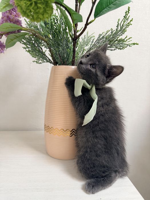 Отдадим котят в добрые руки