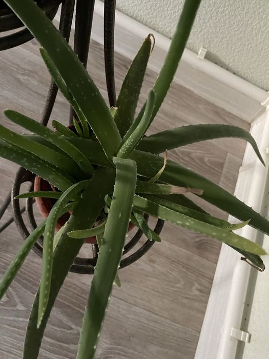 Цветы домашние Доллар , алое вера