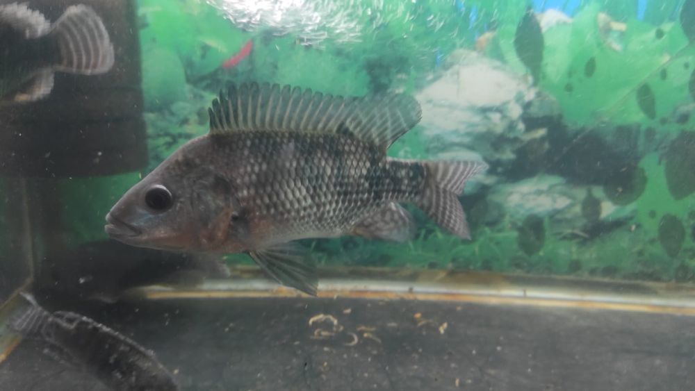 Тиляпия род цихлид