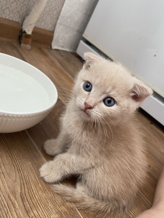Котята Шотландцы
