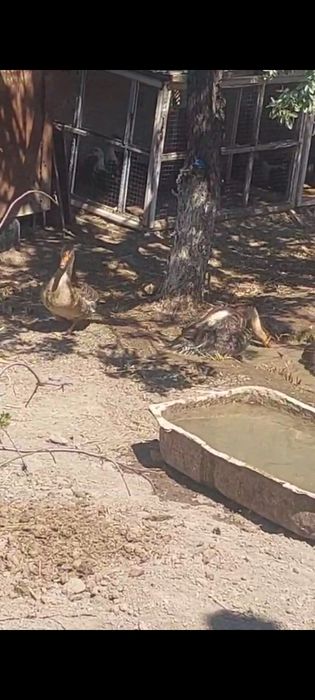 Қаздар сатылады екі қоразы