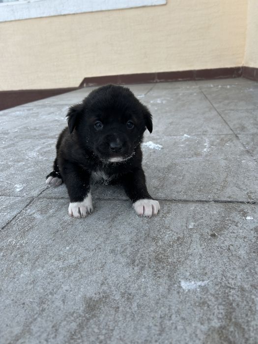 Щенок бесплатно в добрые руки