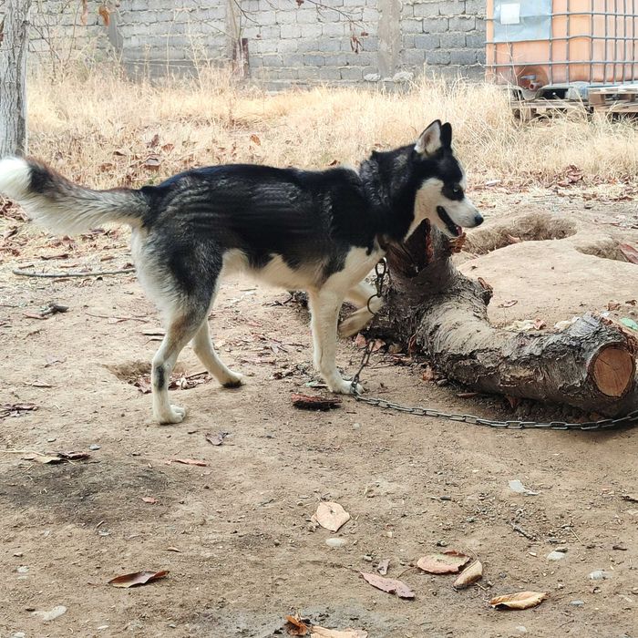 Продается  хаски