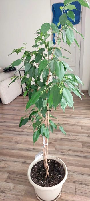 Продам фикус Бенджамина