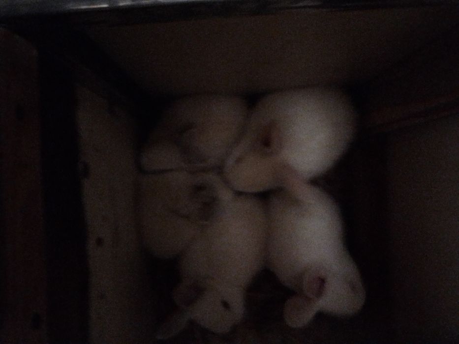 Куёнчалар соглом зотлик