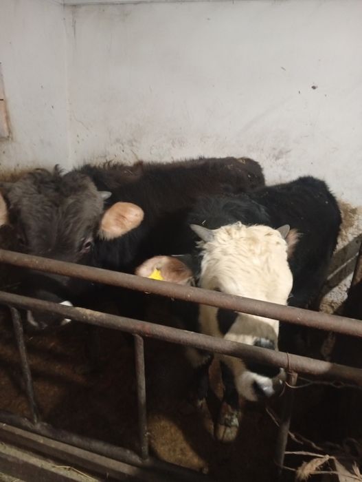 бұқалар сатамын семиз