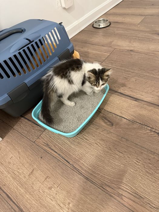 Отдам котенка в добрые руки