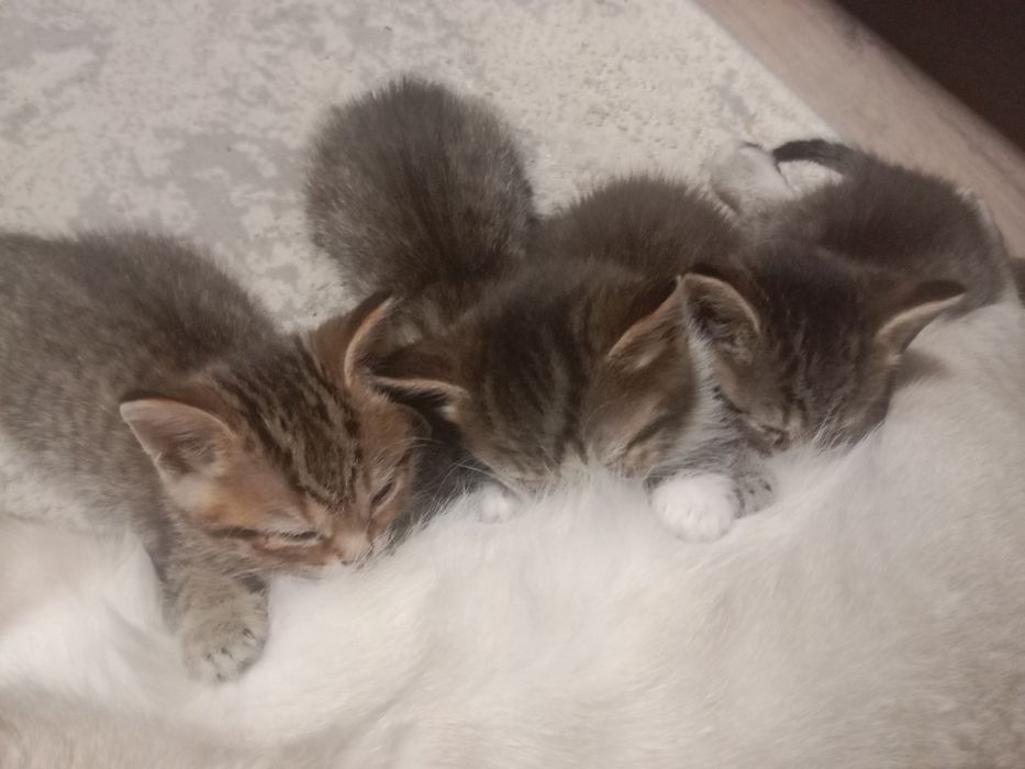 Отдам котят в добрые руки