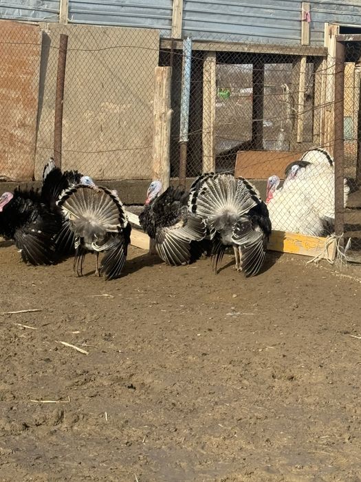 Индюк кораздары сатылады