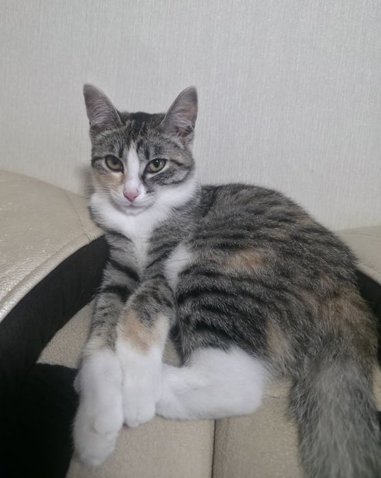 Отдам в добрые руки кошечку 3 месяца.