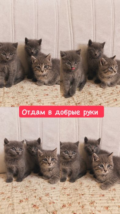 Отдам котят в добрые руки