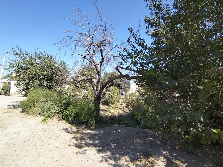 Утин учун дарахт сотилади