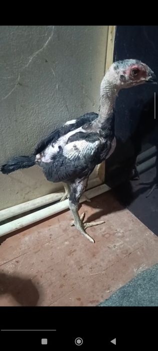 Vetnam dakan 1oylidan owdi 2ta xoroz