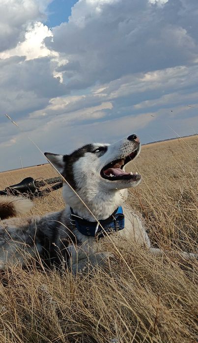 Бронь щенков "Сибирский Хаски"