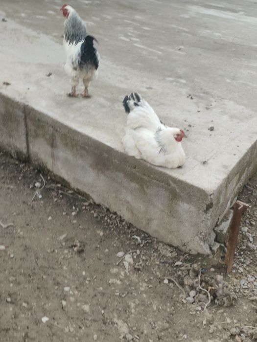 Brama tovuqlar sotiladi