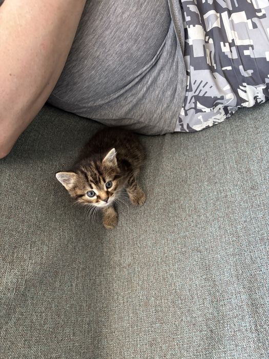 Бесплатно отдам котенка в доьрые руки