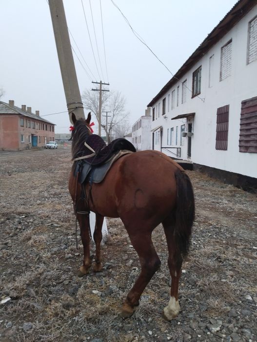 Дончак жеребец  продается