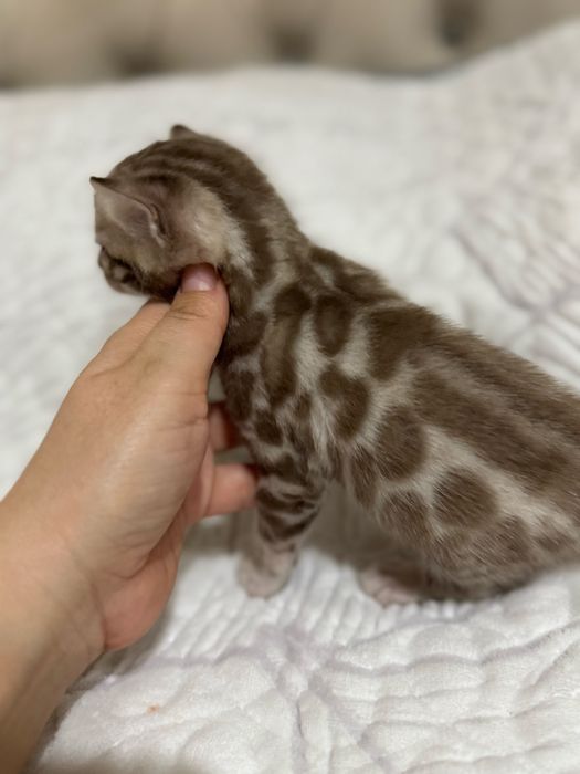 Бенгальские чистокровные котята