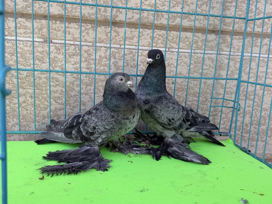 Голуби разных мастей