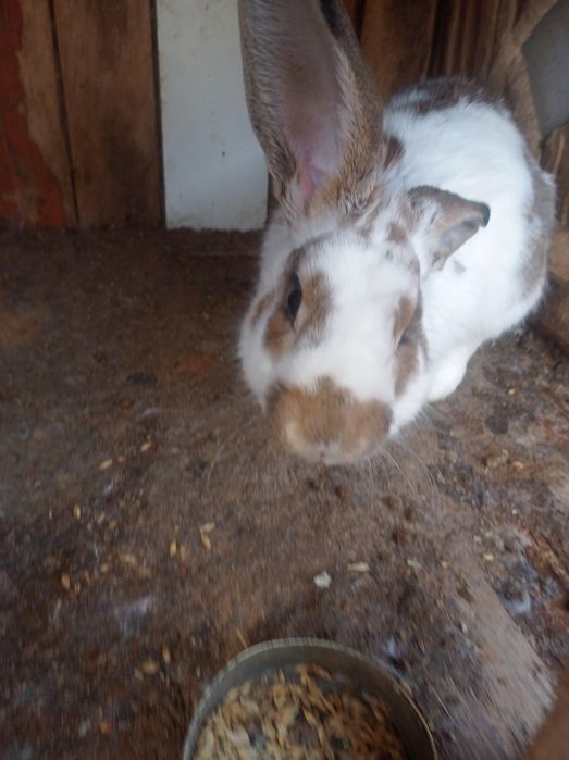 Продаю молодых кроликов