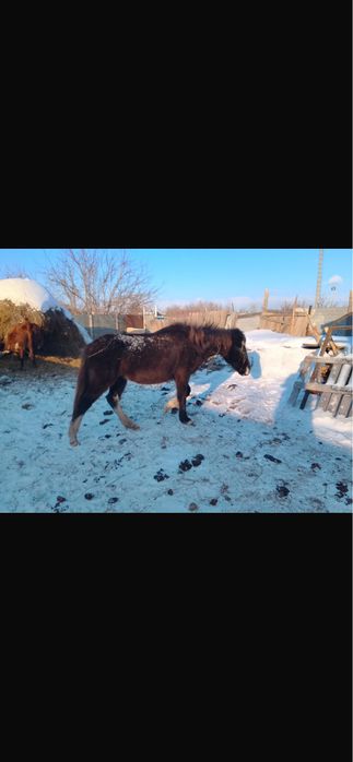 Продам лошадь девочка