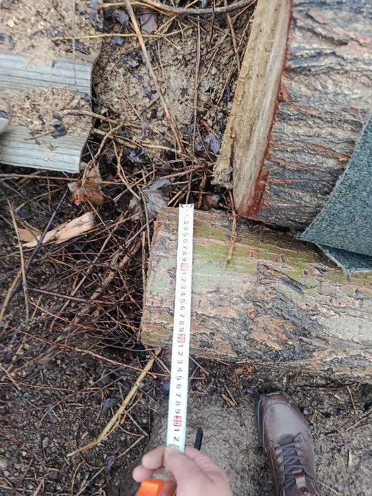 Продается тополь