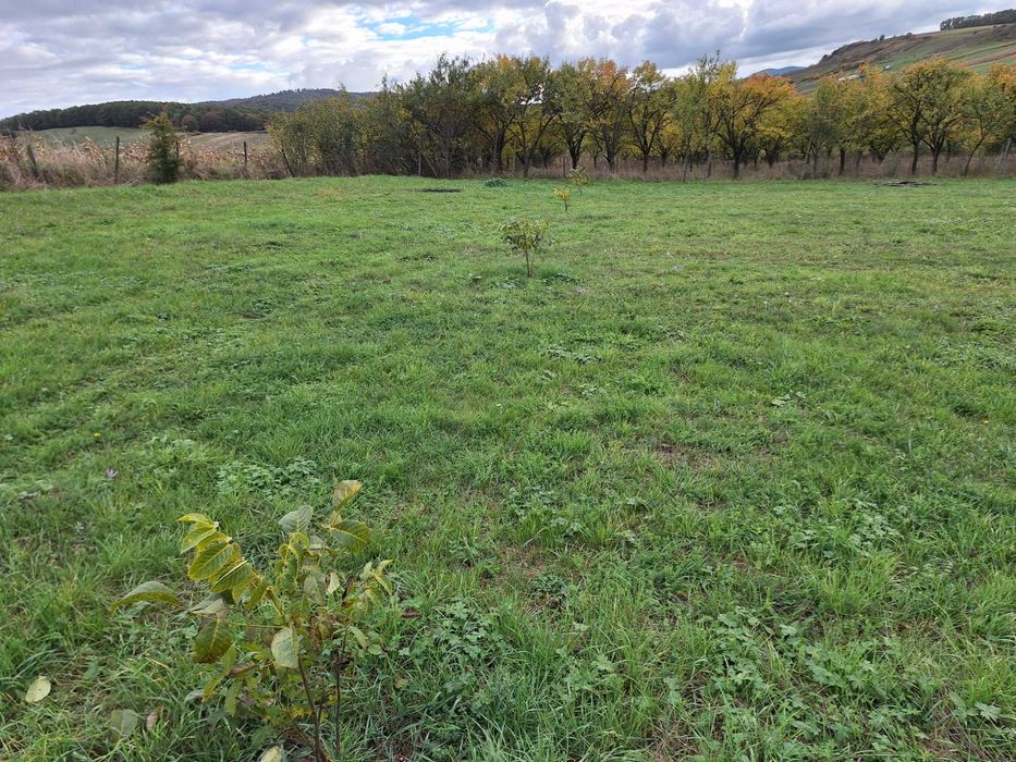 Teren intravilan 1435 mp Ortelec