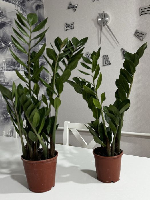 Замиокулькас продам