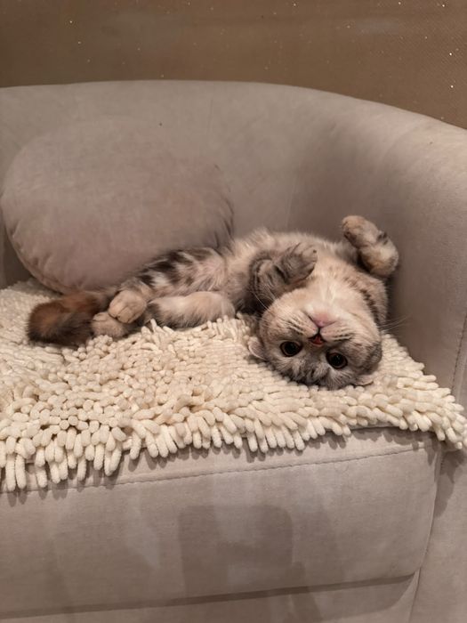 Скоттиш фолд девочка