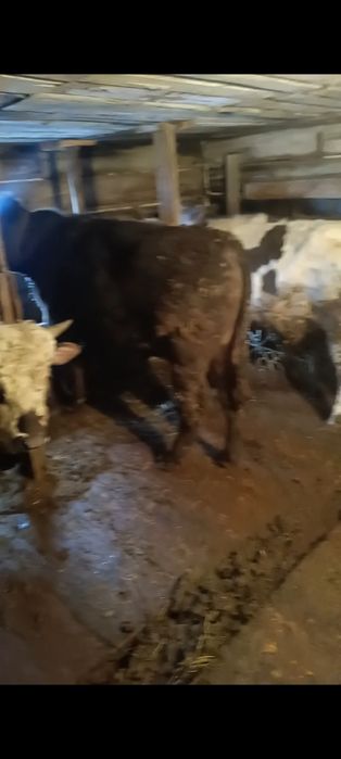 Продам бычков годовалых